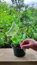 Kit 3 Regador Automático Para Plantas Gotejador Irrigação Jardim