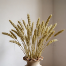 100 Hastes de Trigo Seco Decoração Farmhouse Enfeites para Sala Elegante Arranjo Artesanato Buquê