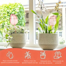 Kit 3 Regador Automático Para Plantas Gotejador Irrigação Jardim